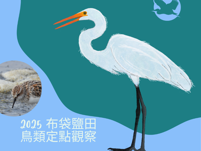【布袋鹽田】  2025布袋鹽田定點觀察-鳥友相約‧每月一聚